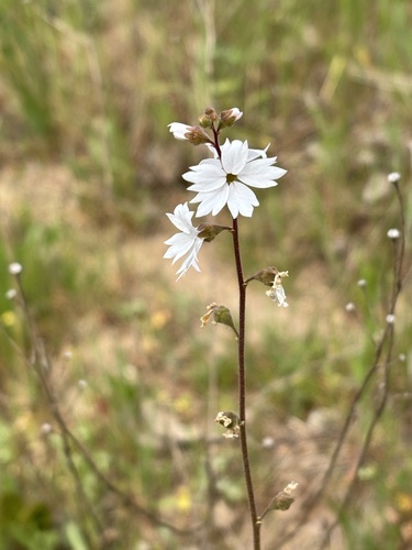 iNaturalist observation photo of San Francisco woodland-star
