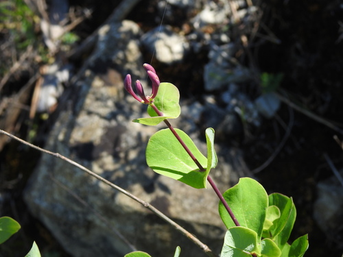 Image of Etruscan Honeysuckle (Lonicera etrusca) by (c) Duarte Frade, some rights reserved (CC BY)