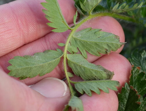 Image of Acaena agnipila by (c) William Harland, some rights reserved (CC BY)