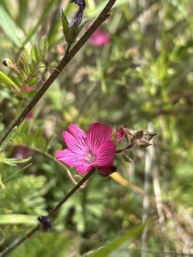 iNaturalist observation photo of checkerbloom