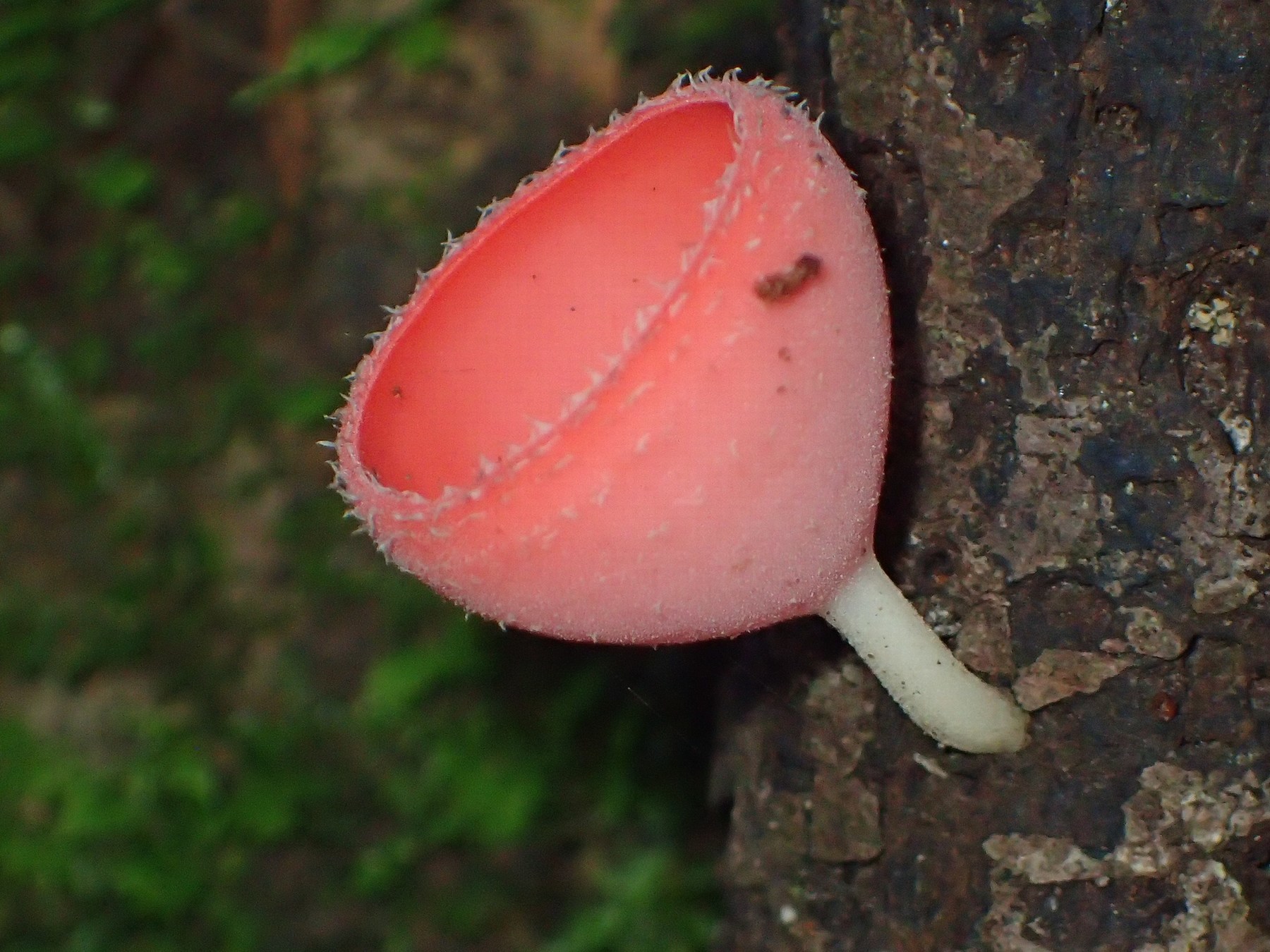 Cookeina speciosa image