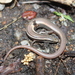 Common Dotted Garden Skink - Photo (c) Chethan kumar, some rights reserved (CC BY-NC), uploaded by Chethan kumar