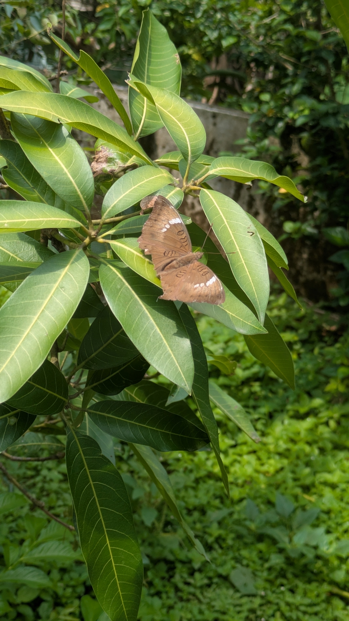 Common Baron