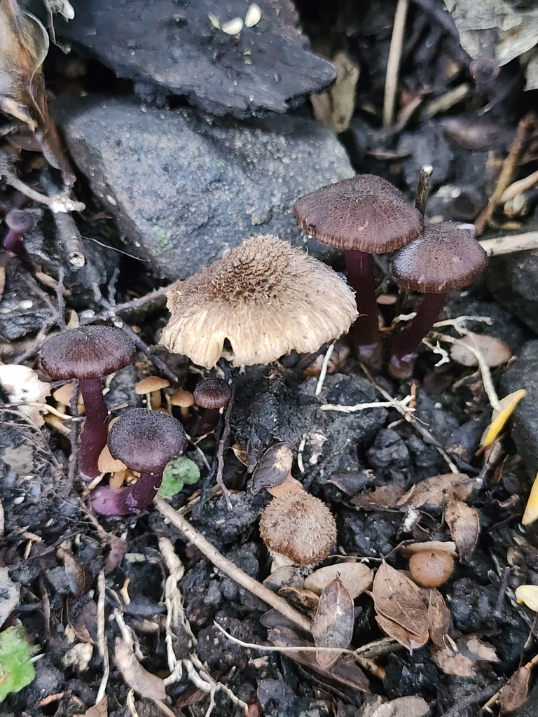 Laccaria violaceonigra · April 2025 · photo: © nicnation (iNaturalist, cc-by)