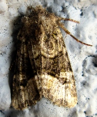 Lacinipolia olivacea