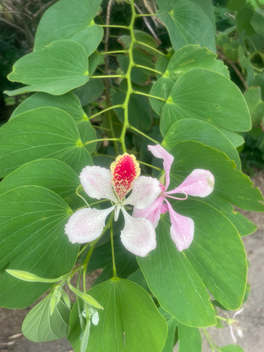 Bauhinia, 2025-04-26