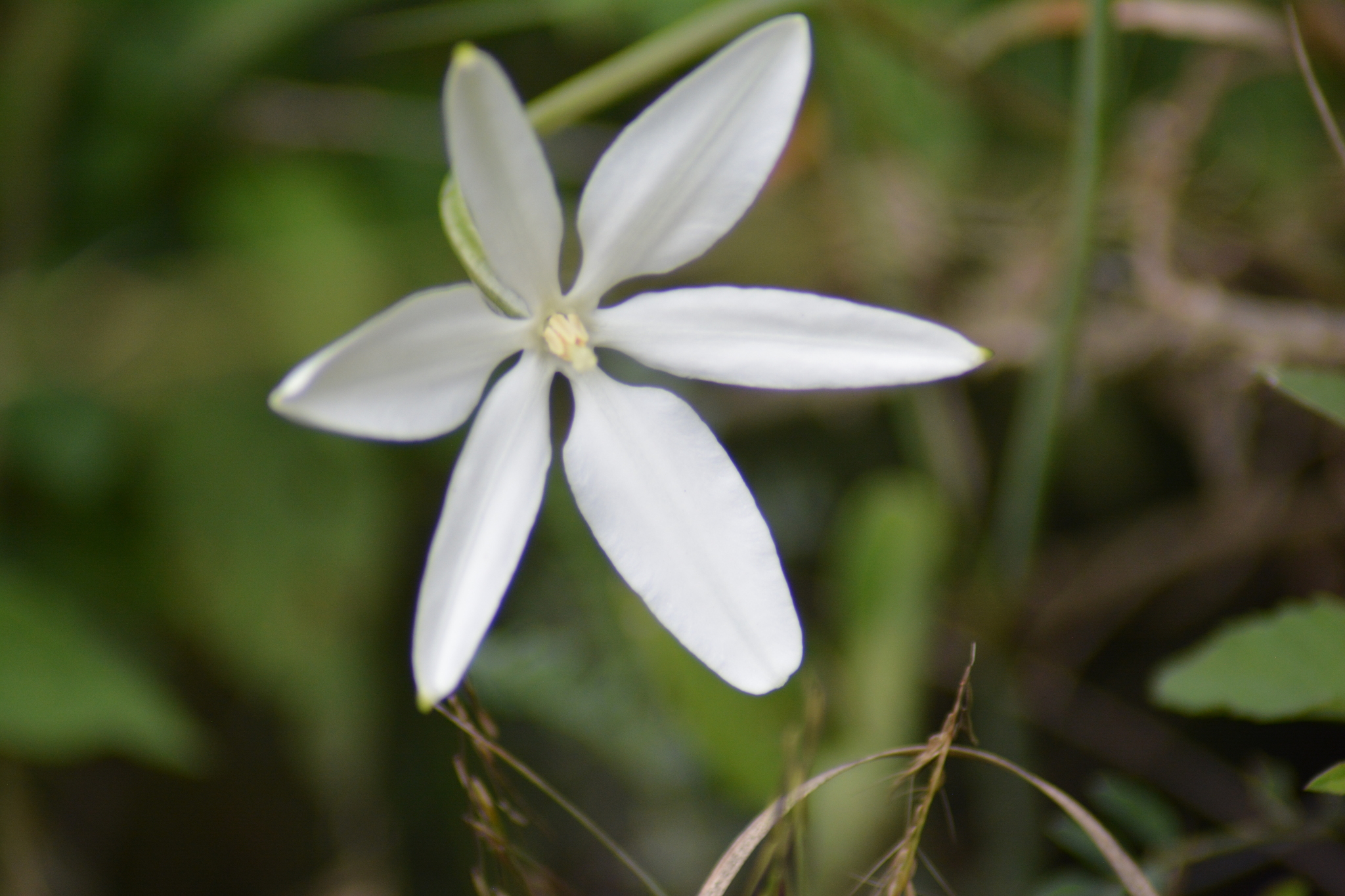 Photos Of Mexican Star Milla Biflora Inaturalist