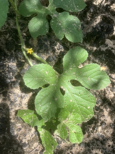 Wild Cucumber