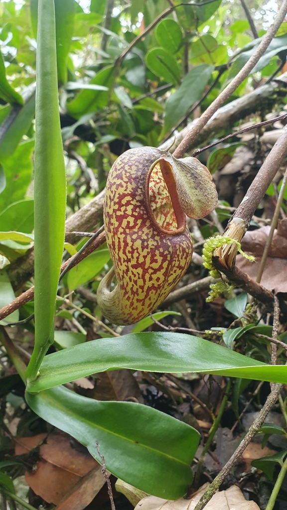 Nepenthes aristolochioides Mey.