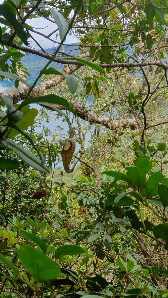 Nepenthes aristolochioides Mey. 2