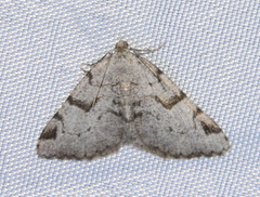 Macaria bitactata