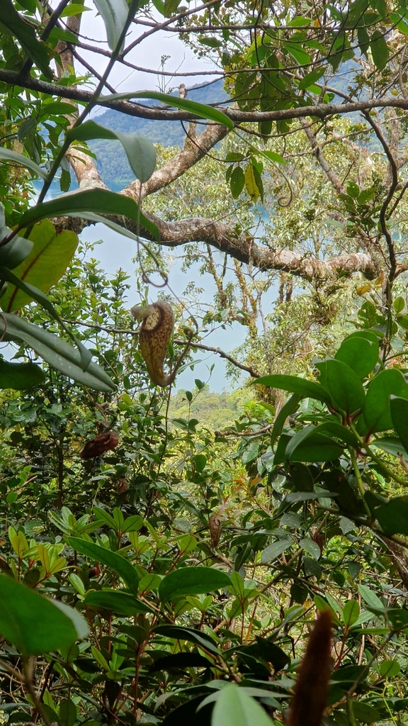 Nepenthes aristolochioides Mey. 3