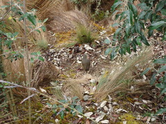 Grallaria quitensis