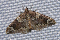 Eulithis destinata