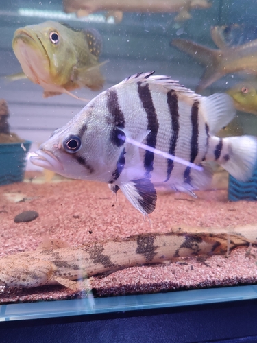 Barred tigerfish (Datnioides polota) — Datnioididae — 5