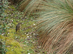 Grallaria quitensis