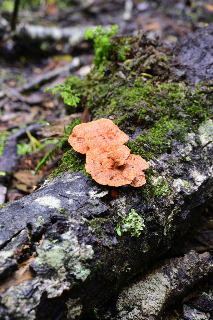 Trametes coccinea · April 2025 · photo: © maxtweddell (iNaturalist, cc0)