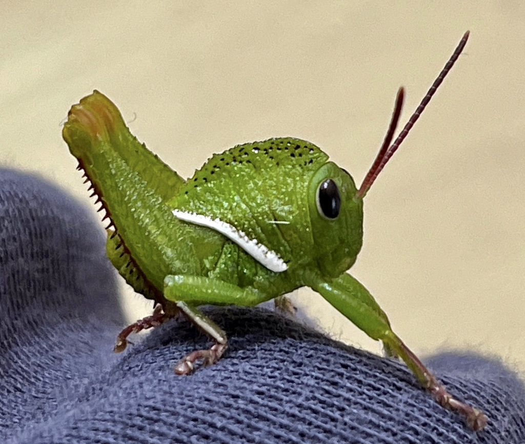 Pelecinotus brachypterus