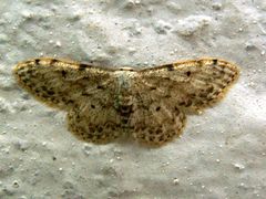 Idaea camparia