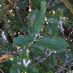 Brachylaena elliptica, photograph (c) Henry de Lange, some rights reserved (CC BY)