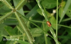 Cryptocephalus sehestedti