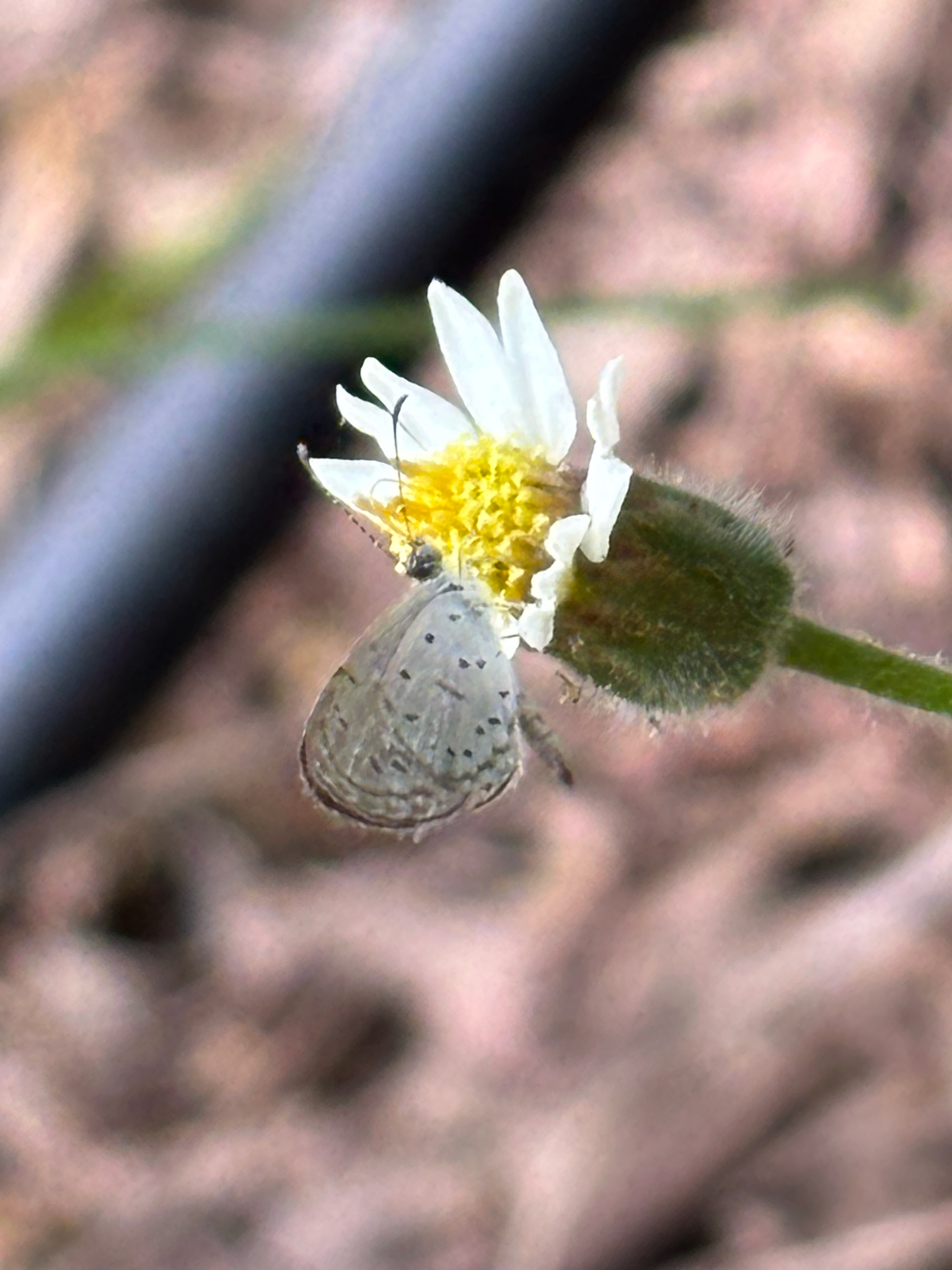 Tiny Grass Blue
