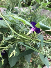 Ipomoea purpurea