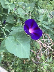 Ipomoea purpurea