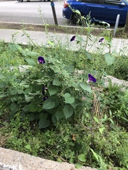Ipomoea purpurea