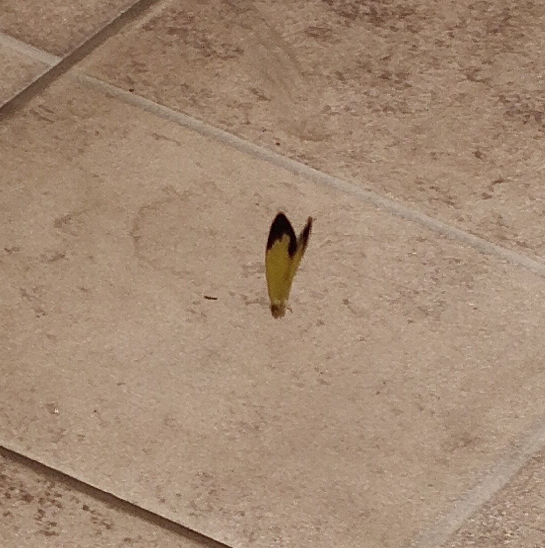 Common Grass Yellow
