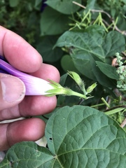 Ipomoea purpurea
