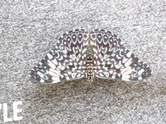 Hamadryas amphinome mazai