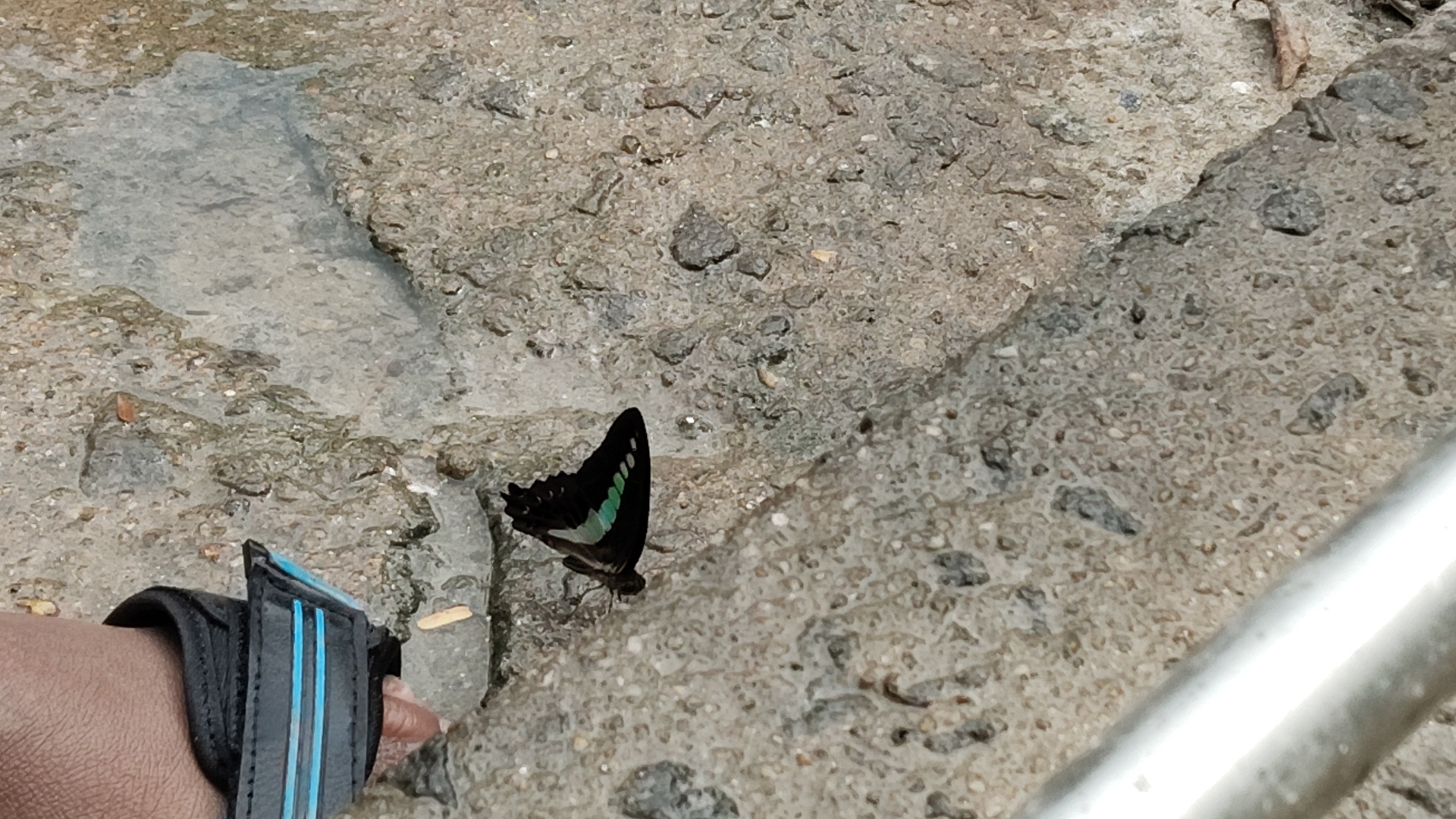 Narrow-Banded Bluebottle