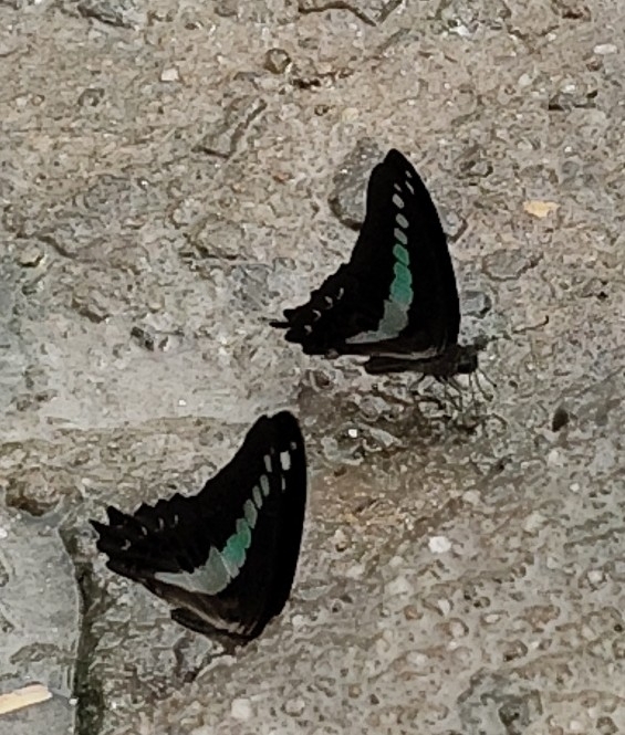 Narrow-Banded Bluebottle
