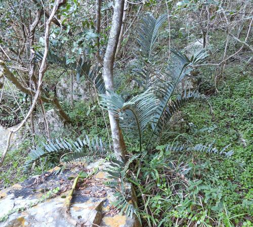 Bushman's River cycad (Encephalartos trispinosus)