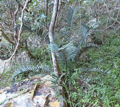 Encephalartos trispinosus, photograph (c) Henry de Lange, some rights reserved (CC BY)