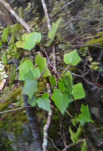 Senecio macroglossus, photograph 6
