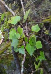 Senecio macroglossus, photograph (c) Henry de Lange, some rights reserved (CC BY)