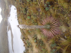 Puya clava-herculis