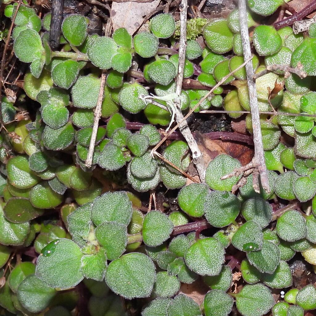 Plectranthus strigosus; photograph (c) Henry de Lange, some rights reserved (CC BY)