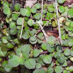 Plectranthus strigosus