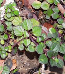 (c) Henry de Lange, some rights reserved (CC BY) Plectranthus strigosus, photograph (c) Henry de Lange, some rights reserved (CC BY)