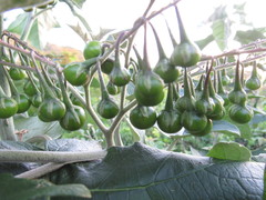 Solanum paniculatum