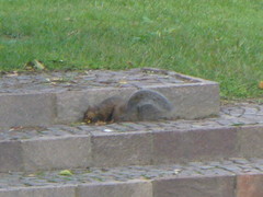 Sciurus carolinensis