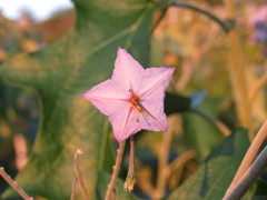Solanum paniculatum