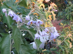 Solanum paniculatum