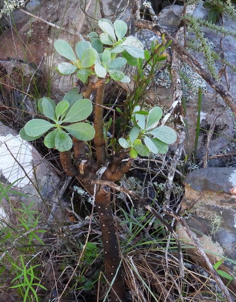Othonna triplinervia, Cacadu, ZA-EC, ZA