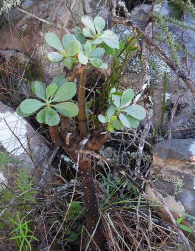 Thicket Baboon-Cabbage (Othonna triplinervia)