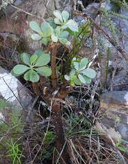 Othonna triplinervia