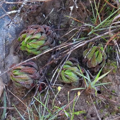 Haworthiopsis coarctata